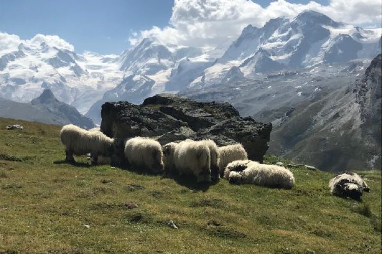 Family holidays in Valais